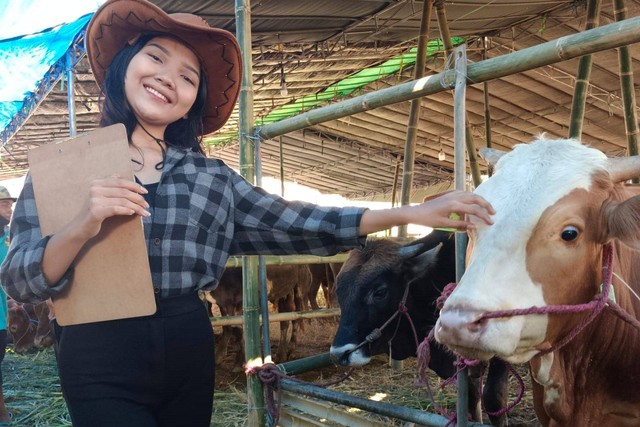 Cici Gabriella, SPG hewan kurban di Kandang Sapi Widistia, Surabaya. Foto: Dok. mili.id