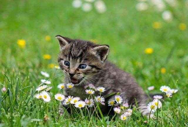 Ilustrasi parasit darah pada kucing. Foto: Pixabay