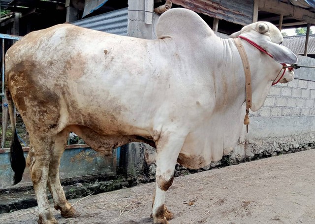 Sapi yang dibeli Jokowi untuk Idul Adha 2023. Foto: istimewa