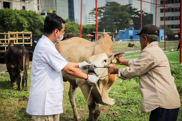 Dokter hewan dari Suku Dinas Ketahanan Pangan Kelautan dan Pertanian (KPKP) Jakarta Selatan memeriksa mulut sapi di Tempat Penampungan Hewan Kurban (TPnHK) di kawasan Kuningan, Jakarta Selatan, Jumat (23/6/2023). Foto: Jamal Ramadhan/kumparan