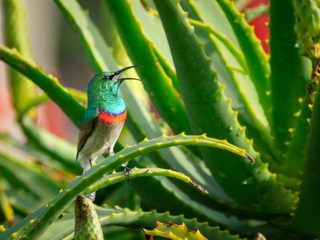 Ilustrasi manfaat jus lidah buaya, foto: pexels.com