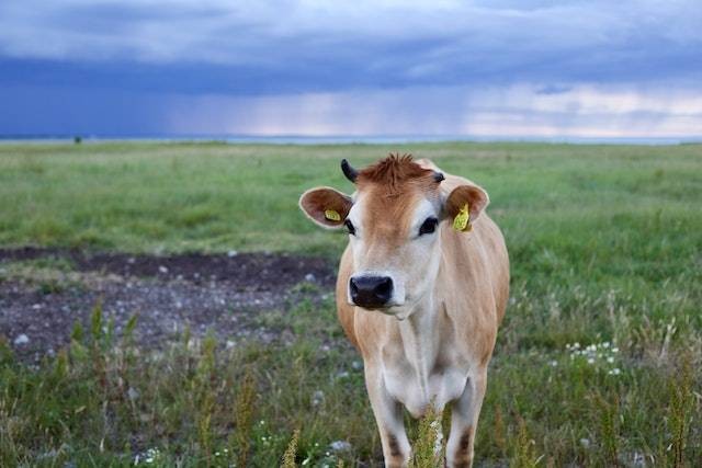 Apa boleh kurban sapi betina. Sumber: pexels.com