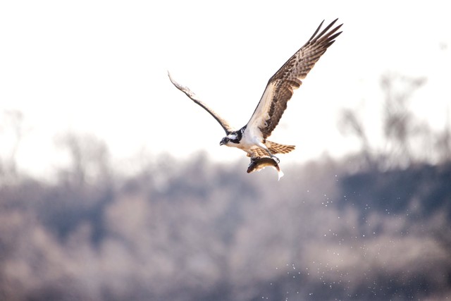 Cara Perkembangbiakan Hewan Aves Burung dan Contohnya. Foto: Pexels/Coldbeer.