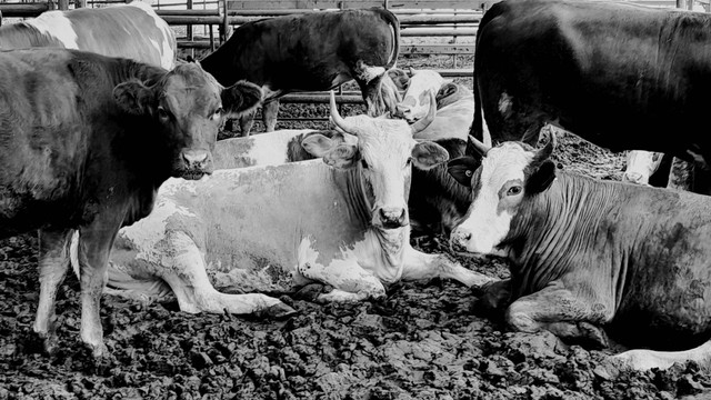 Ilustrasi Cara Pembagian Daging Kurban yang Benar, Foto: Unsplash/Orkun Azap