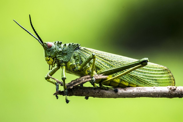 Ilustrasi Cara Budidaya Jangkrik, Foto: Unsplash/Elegance Nairobi