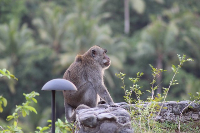 Monkey Forest Ubud, Foto Unsplash Deepavali Gaind