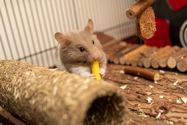 Ilustrasi hamster makan pisang. Sumber foto: Unsplash