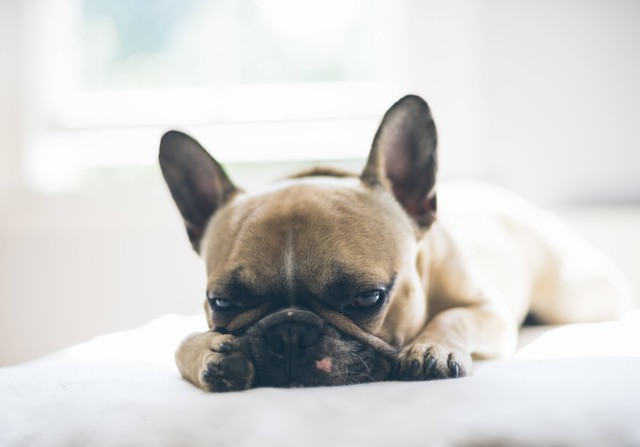 Ilustrasi Anjing French Bulldog. Foto: dok. Neil Cooper (Unsplash)