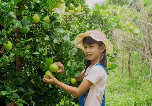 Ilustrasi anak berkebun. Sumber : Shutterstock.com