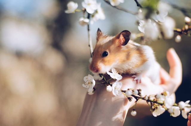 Ilustrasi : Makanan Favorit Hamster. Sumber : Juris Freidenfelds/Pexels.com