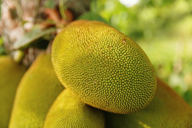 Ilustrasi buah nangka. Sumber foto: Unsplash