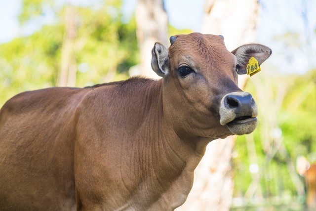 Ilustrasi Harga Sapi Simental. Foto: Pexels.com/Jimmy Chan