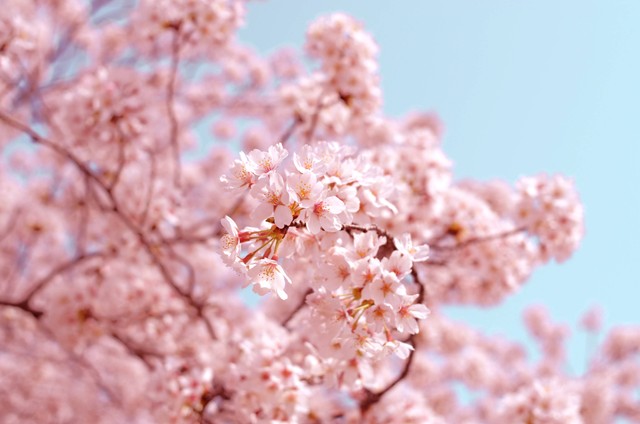 Ilustrasi Jenis Bunga Sakura. Sumber: Unsplash