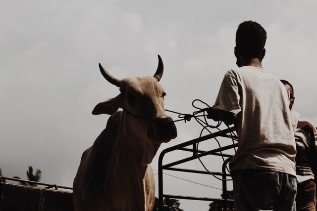 ilustrasi cara menjatuhkan sapi kurban. unsplash/Alwi