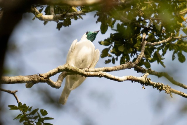 Burung White Bellbird. Foto: bruno ferreiro vuyk/Shutterstock