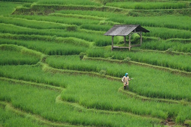 Ilustrasi ciri-ciri sawah - Sumber: https://pixabay.com/id/users/ignartonosbg-21428489/