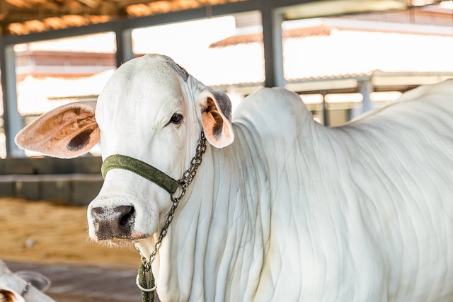 Ilustrasi sapi. Foto: Paulo Nabas/Shutterstock