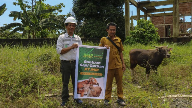 IMIP Bagikan Puluhan Ekor Sapi Kurban. Foto: Istimewa