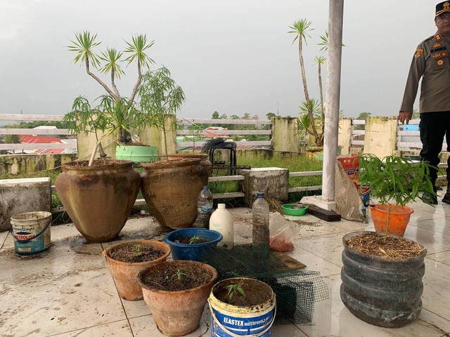 Pembibitan Ganja di Villa Mewah di Gowa. Foto: Dok. Istimewa