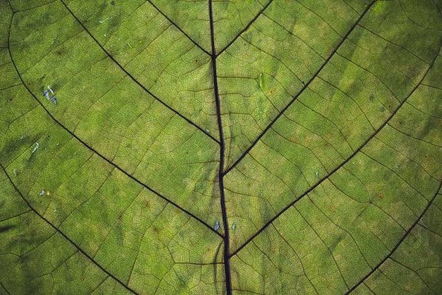 Ilustrasi manfaat daun blimbing wuluh. Sumber: unsplash.com/ Markus Spiske