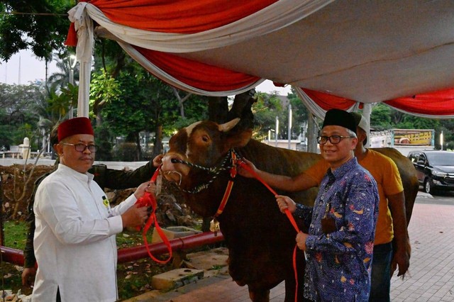Sapi jenis Limousin dengan berat 1.154 Kg milik Wapres Ma'ruf Amin di Masjid Istiqlal.  Foto: Dok. Setwapres