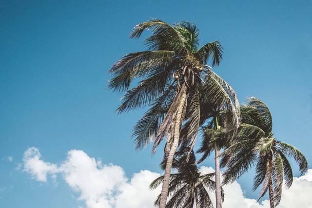 Cara Membuat Sapu Lidi dari Daun Kelapa yang Mudah. Foto: Unsplash/Marius Ott.