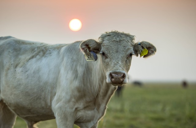 Ilustrasi Gambar Cara Menghitung Bobot Daging Sapi Kurban. Unsplash/Stephen Leonardi