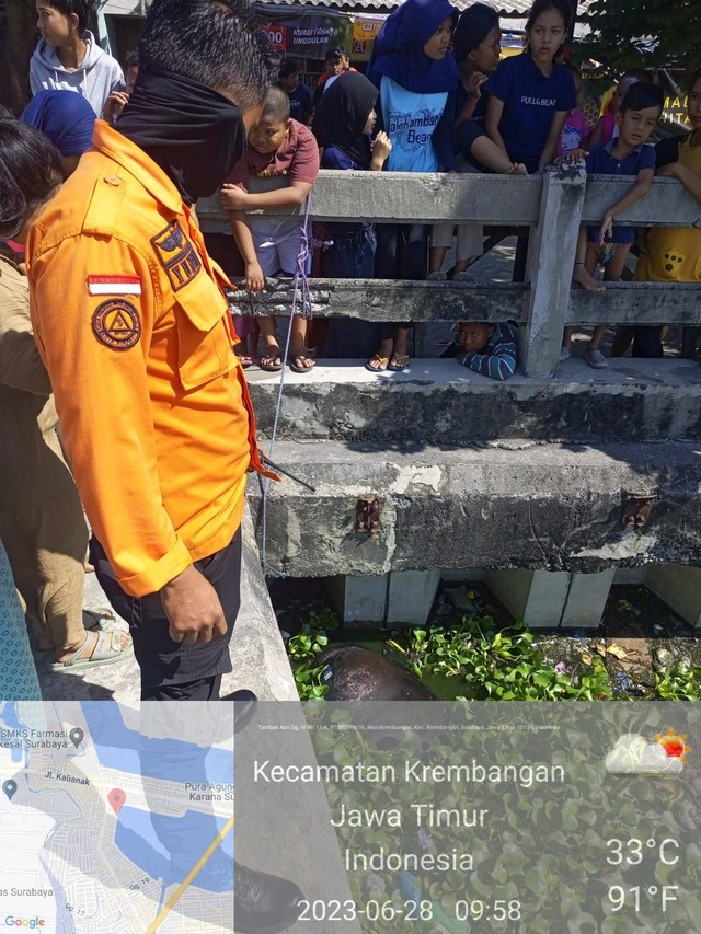 Sapi berjenis Brahma milik Wachid Sulaiman (54) tercebur ke dalam Bozem Morokrembangan di Jalan Tambak Asri Gang 1, Krembangan, Surabaya pada Rabu (28/6/2023) dok. 
 Foto: BPBD Surabaya