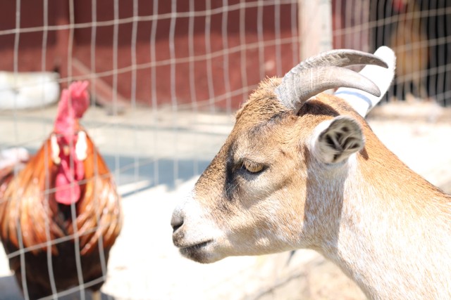 Cara Memasak Kepala Kambing, Unsplash/Tish Lacarme