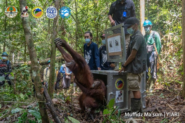 Orang utan dilepasliarkan. Foto: Dok. YIARI