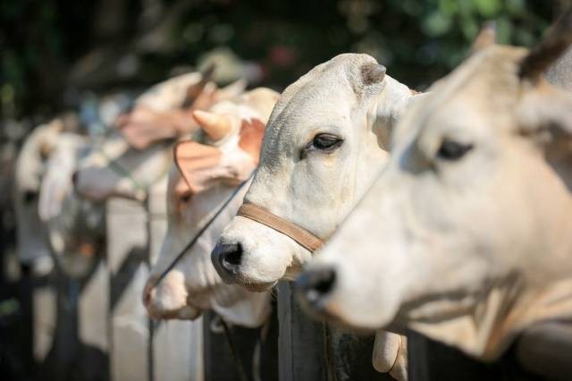 lIustrasi Hewan Qurban Untuk Hari Raya Idul Adha