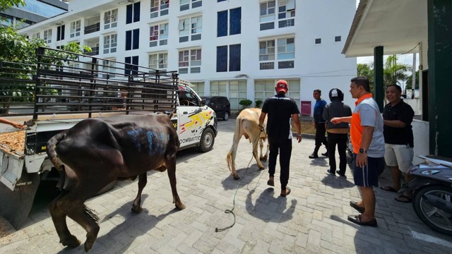 PT Trinusa Dharma Utama (TDU) menyerahkan 19 ekor sapi untuk kurban ke berbagai pihak dan mitra kerjanya di Provinsi Sulawesi Tengah. Foto: Istimewa