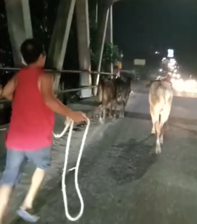 Tangkapan layar video sapi kabur. Dok: Ist.