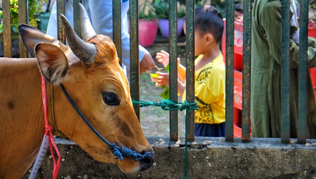 Seekor hewan kurban milik warga kampung Kecamatan ilir Barat I Palembang yang hendak dikurbankan di hari raya idul adha, Kamis (29/6) Foto: urban id