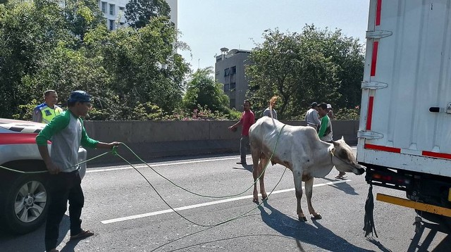 Seekor sapi mengalami stres dan melarikan diri dari tempat penyembelihan di Mesjid Jami' Nurudin Jl.Gedung Panjang RT 04 RW 10 Pekojan Tambora Jakarta Barat, Kamis (29/6). Foto: Dok. Istimewa