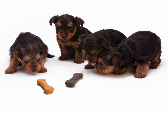 Ilustrasi kenapa anjing tidak boleh makan coklat. Sumber: bill emrich/pexels.com  