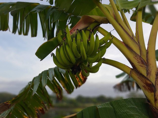 Ilustrasi manfaat pohon pisang - Sumber: https://pixabay.com/id/users/agustinfrancogonzalez-16520219/