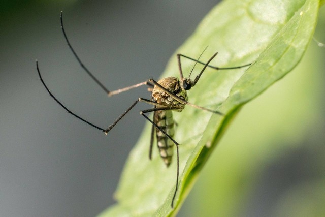 jenis nyamuk berbahaya, foto: pexels.com