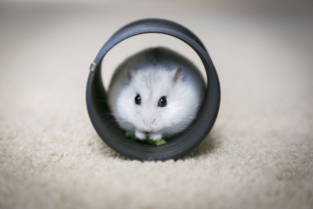 Ilustrasi hamster hibernasi. Sumber foto: Unsplash