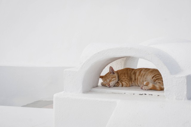 Ilustrasi Kenapa Kucing Pipis Sembarangan? Sumber: Unsplash