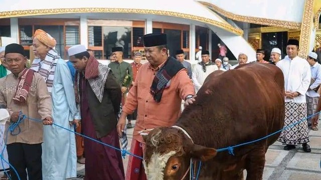 Bupati Jember Hendy Siswanto saat menyerahkan hewan kurban ke Yayasan Ta'mir Masjid Al Baitul Amin Jember. Foto: Dok. Istimewa