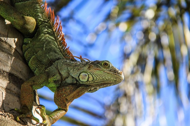 Ilustrasi iguana. Sumber foto; Unsplash