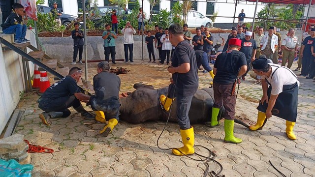 Sekjen PKS Habib Aboe Bakar Al Habsyi melakukan menyembelih sapi kurban di acara 'Tebar 1,8 Paket Kurban Idul Adha 1444H,' Sabtu (1/7). Foto: Thomas Bosco/kumparan