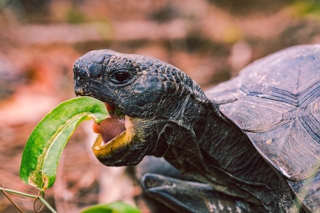 Ilustrasi Cara Memelihara Kura-kura, Foto: Unsplash/Jude Infantini