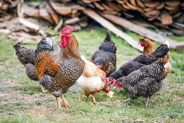 Ilustrasi Cara Membuat Ayam Richeese, Foto: Unsplash/Zosia Korcz