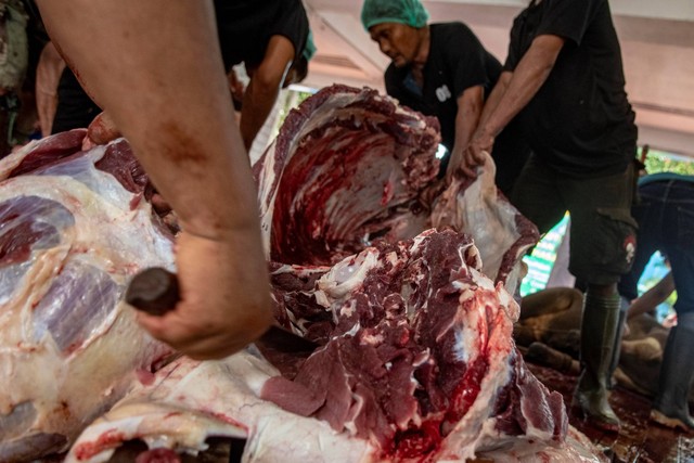 Ilustrasi Pemotongan Daging Kurban. Foto: Muhammad Adimaja/ANTARA FOTO