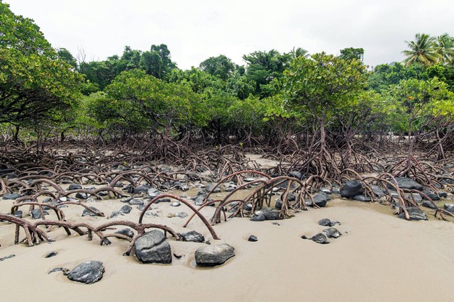 Manfaat Hutan Mangrove, https://unsplash.com/photos/R5ZAUNYSr2g