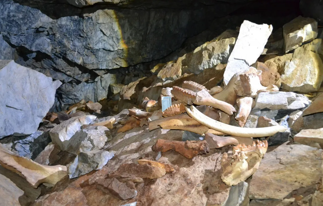 Tulang mammoth, badak, bison berbulu, yak, rusa, kijang, dan banyak spesies lainnya ditemukan di dalam gua di Siberia.  Foto: V. S. Sobolev Institute of Geology and Mineralogy