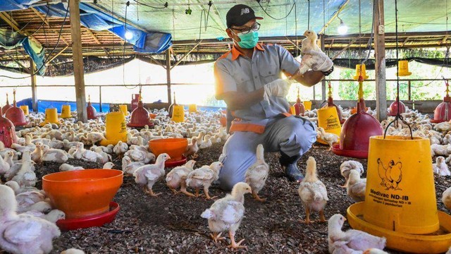 Seorang petugas memeriksa ayam untuk tanda-tanda infeksi flu burung di sebuah peternakan unggas di Darul Imarah di provinsi Aceh