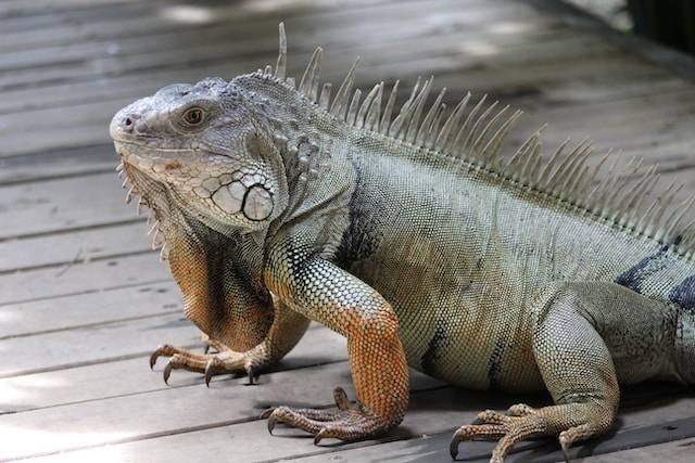 Ilustrasi Perbedaan Iguana dan Bunglon. Foto: dok. Jhon David (Unsplash)